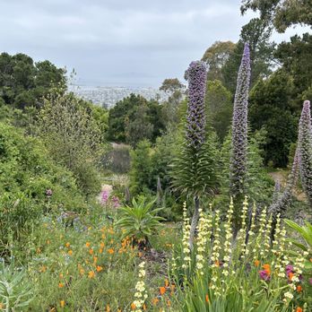 Blake Garden - A view of the bay - Parks Near Me - Kensington, California