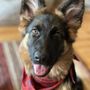 Photo of Von Anna German Shepherds