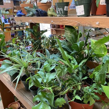 Almaden Valley Nursery - Nurseries & Gardening Near Me - San Jose, California Almaden Valley Nursery - Nurseries & Gardening Near Me - San Jose, California