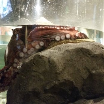Seattle Aquarium - Giant Octopus - Aquariums Near Me - Seattle, Washington Seattle Aquarium - Giant Octopus - Aquariums Near Me - Seattle, Washington