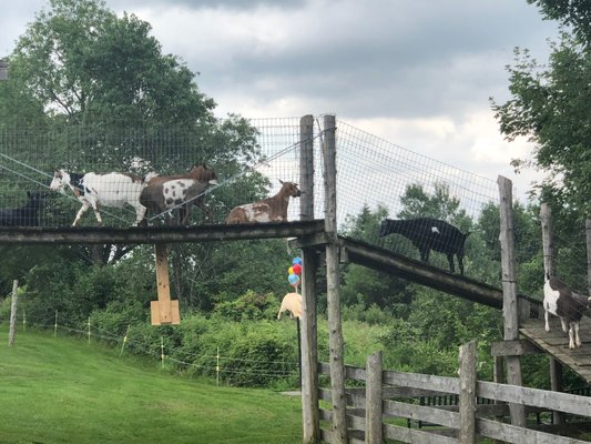 Great Vermont Corn Maze by null