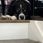 Photo of Five Star Pet Sitting