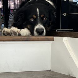 Five Star Pet Sitting