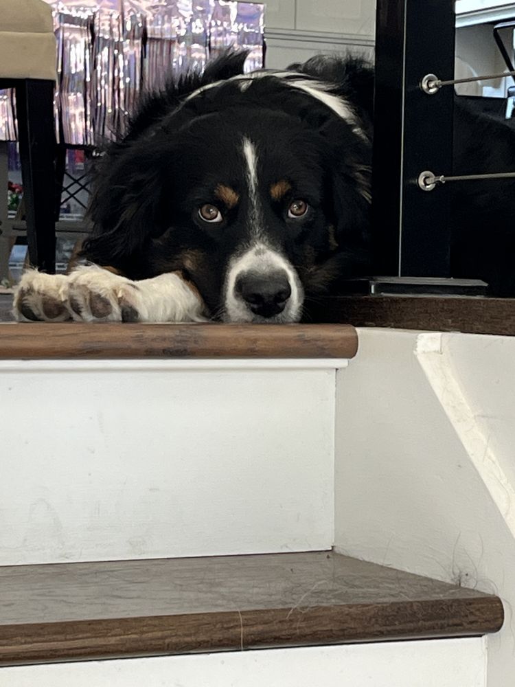Five Star Pet Sitting - pet boarding facility in Colorado Springs, CO
