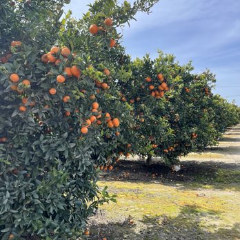 Fresno County Blossom Trail - Lots of orange and tangerine orchards - Local Flavor Near Me - Fresno, California Fresno County Blossom Trail - Lots of orange and tangerine orchards - Local Flavor Near Me - Fresno, California