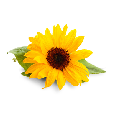 Sunshine Flowers & Gifts