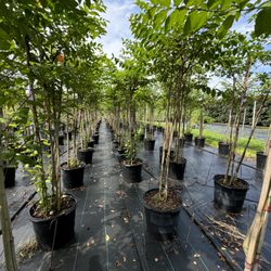 Flowing Well Tree Farm - Redbud
