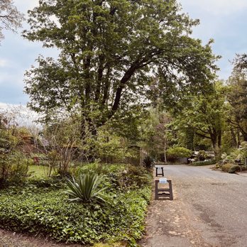 Greenroad Tree Service - Maple before pruning and thinning. - Tree Services Near Me Greenroad Tree Service - Maple before pruning and thinning. - Tree Services Near Me