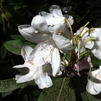 Rhododendron Garden - White - Botanical Gardens Near Me - Tacoma, Washington Rhododendron Garden - White - Botanical Gardens Near Me - Tacoma, Washington