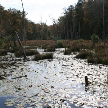 Calvert Cliffs State Park - Marshland - Parks Near Me