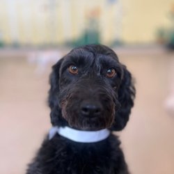 The Animal Keeper - A photo sent to me of Willow at daycare.