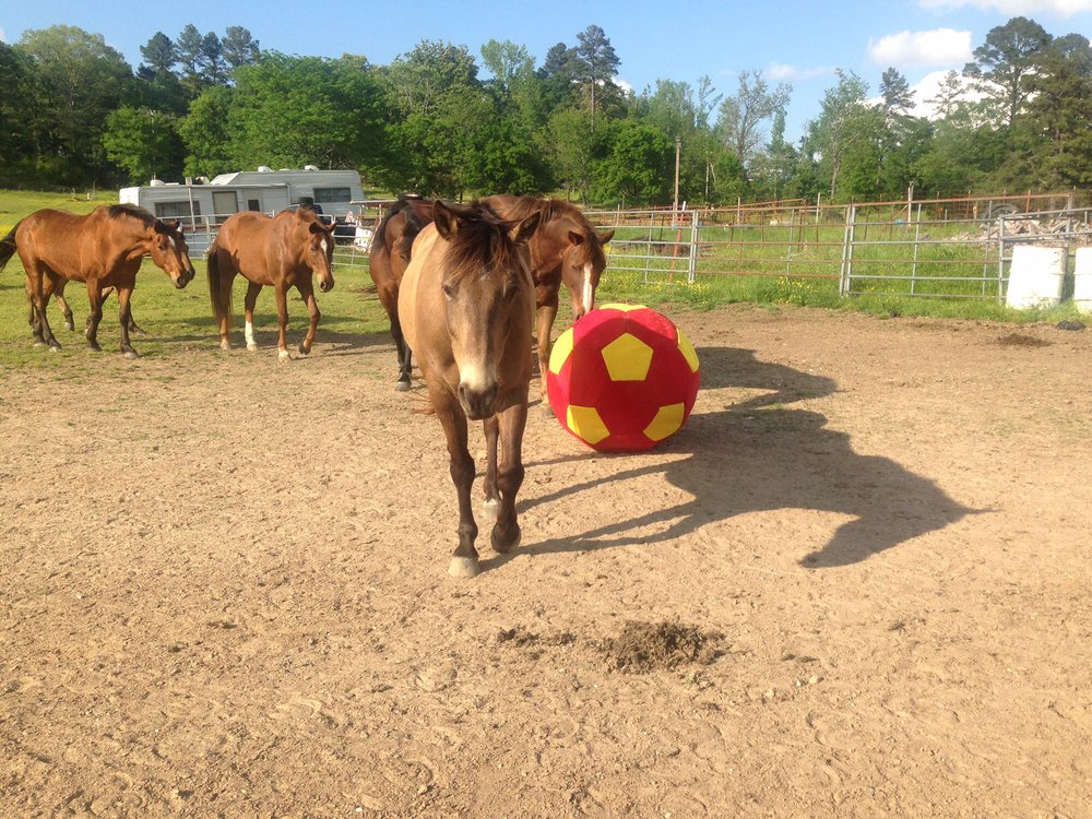 Holtzman Riding Academy & Training - equestrian in Benton, AR