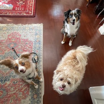 Good Dog Dog Training - Pet Training Near Me Good Dog Dog Training - Pet Training Near Me