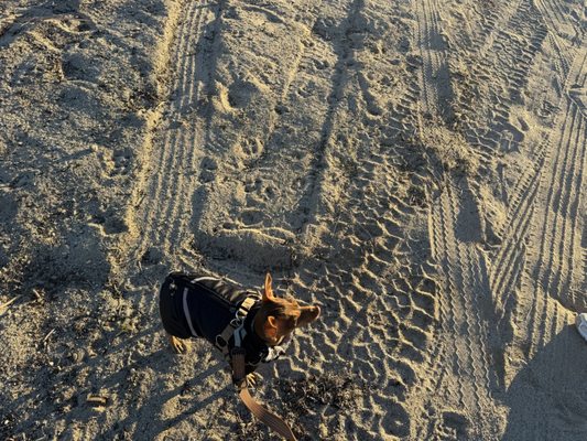 Joshua Tree Lake RV & Campground by null