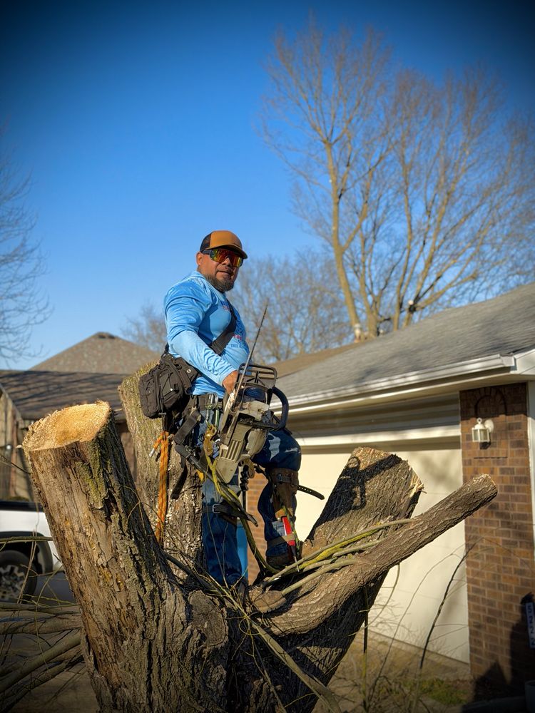 Fine Trims - tree service in Battlefield, MO