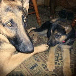 Dingo Design Pet Sitting - Minka and Baby Taz
