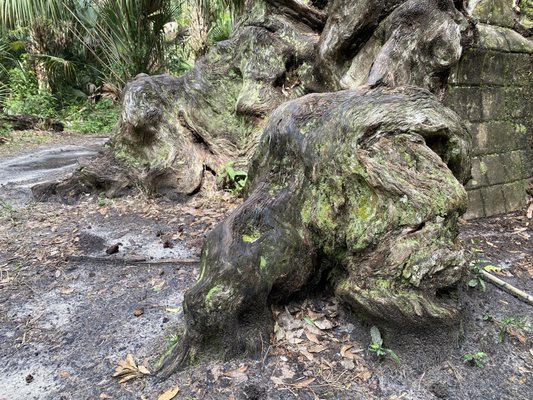 Highlands Hammock State Park by null