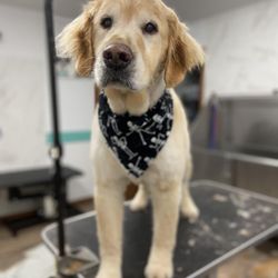 Dapper Dog