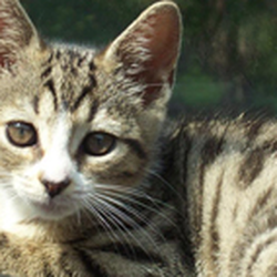 Abingdon Animal Clinic