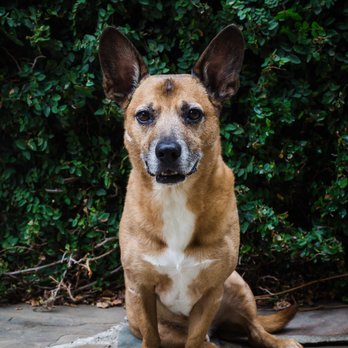 Frame Your Pet - Photographers Near Me