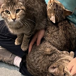 Cat Tales Rescue