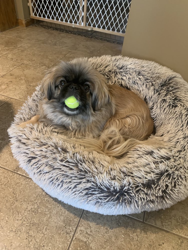 TERBEAR THE PET NANNY Updated August 2024 58 Photos Omaha