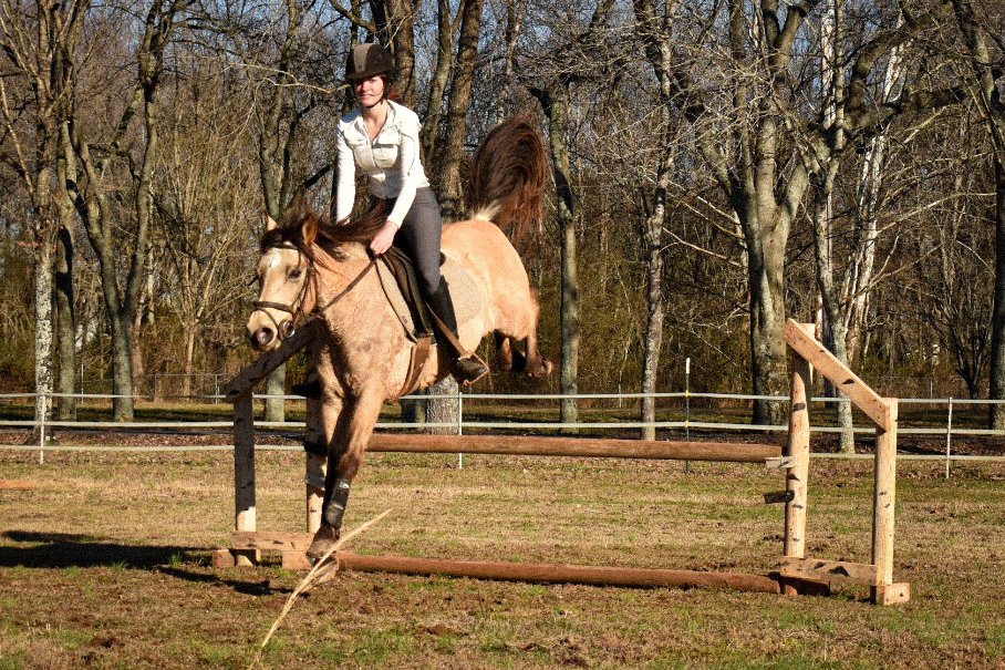 Green Hill Eventing - equestrian in Harvest, AL