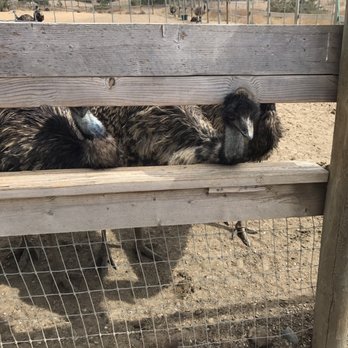 Ostrichland USA - Emu - Attraction Farms Near Me - Solvang, California Ostrichland USA - Emu - Attraction Farms Near Me - Solvang, California