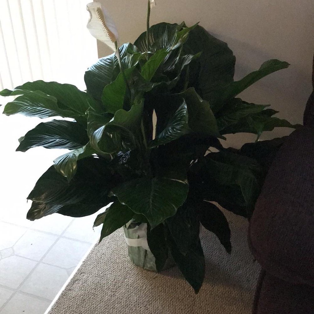 Beautiful House Warming present that I sent to my friends. I wasn't in the store, but this plant was picked for me. Beautiful House Warming present that I sent to my friends. I wasn't in the store, but this plant was picked for me.