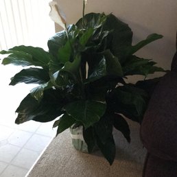 Beautiful House Warming present that I sent to my friends. I wasn't in the store, but this plant was picked for me.
