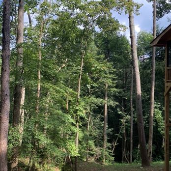 Whitener Tree Service - Tree Services Near Me Whitener Tree Service - Tree Services Near Me