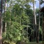 Photo of Whitener Tree Service
