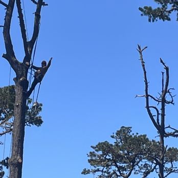 Silverstone Landscaping & Tree Services - Climbing tree in pebble beach ca - Landscaping Near Me - Salinas, California