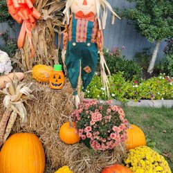 Pumpkin was here