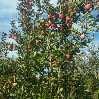 Solebury Orchards - Fruits & Veggies Near Me - New Hope, Pennsylvania Solebury Orchards - Fruits & Veggies Near Me - New Hope, Pennsylvania