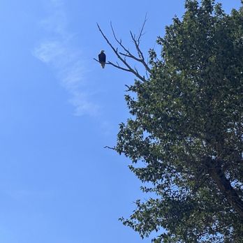 Rowdy River Guides LLC - Close your Bald Eagle - Rafting/Kayaking Near Me Rowdy River Guides LLC - Close your Bald Eagle - Rafting/Kayaking Near Me