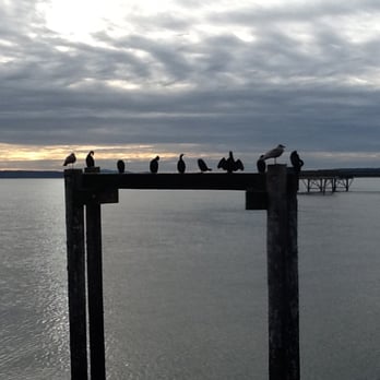 Beacon Park - Bird sightings from the Wharf. - Parks Near Me - Sidney, British Columbia Beacon Park - Bird sightings from the Wharf. - Parks Near Me - Sidney, British Columbia