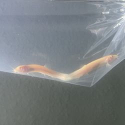 Plants N Fins - Golden dojo loaches