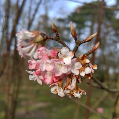 Botaniska trädgården by null