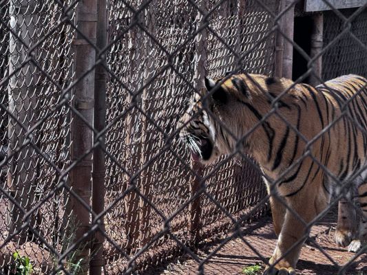 Honolulu Zoo by null