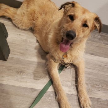 Kara Cares - Lucky Luke - Pet Sitting Near Me