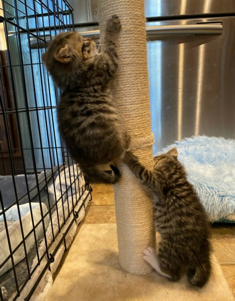 GETTYSBURG PIKE ANIMAL CLINIC Updated March 2024 31 Photos 41