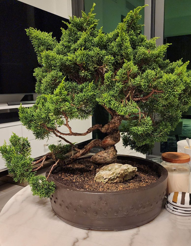 BONSAI BOY Updated September 2024 13 Photos & 45 Reviews 1091