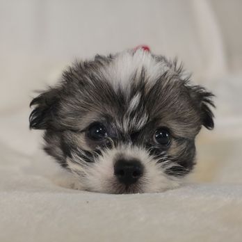 Oahu_Puppies - Pet Breeders Near Me Oahu_Puppies - Pet Breeders Near Me
