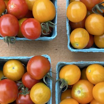 Tenderwild Farm - Sun Gold and Cherry Tomatoes - Farmers Market Near Me - Rockport, Maine