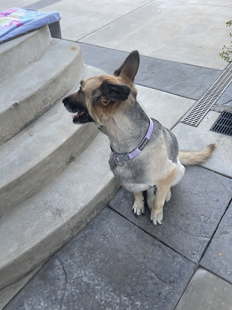 BIG RED BARN DOG GROOMING & BOARDING Updated September 2024 12