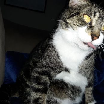 Gemcore Veterinary Services - My dear cat Muzzy - Veterinarians Near Me - Chatsworth, California