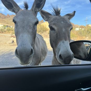 Town of Oatman - Adorable burros - Local Flavor Near Me