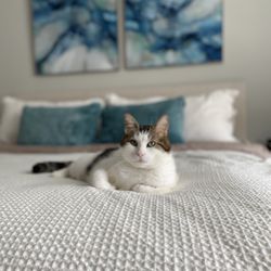 Bluebonnet Bunk'n Biscuit - Timothy