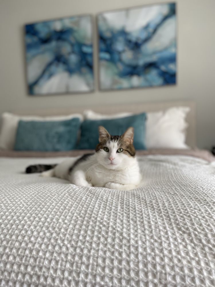Bluebonnet Bunk'n Biscuit - pet boarding facility in Selma, TX